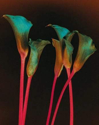 A cover of "Mood" cluster. The owner is ashamwhsba38. The cluster consists of 24 elements.