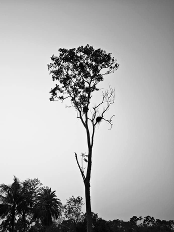 A cover of "black and white" cluster. The owner is neel.clicks. The cluster consists of 4 elements.