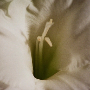 A cover of "the immortal" cluster. The owner is nunyabeezwax. The cluster description is "oc board 2". The cluster consists of 28 elements.