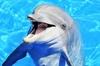 wanabecoconut's avatar