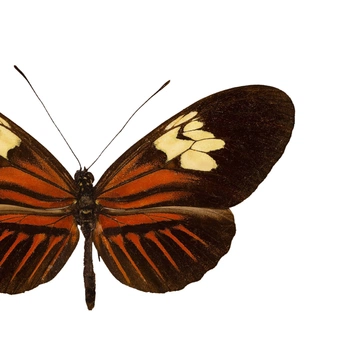 A cover of "miscellaneous" cluster. The owner is fabioiori. The cluster consists of 17 elements.