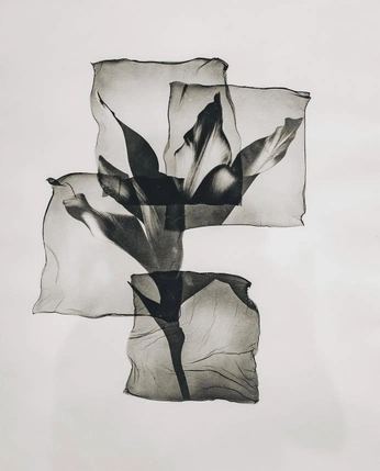 A cover of "Floral" cluster. The owner is t000thlessharkkk. The cluster consists of 342 elements.