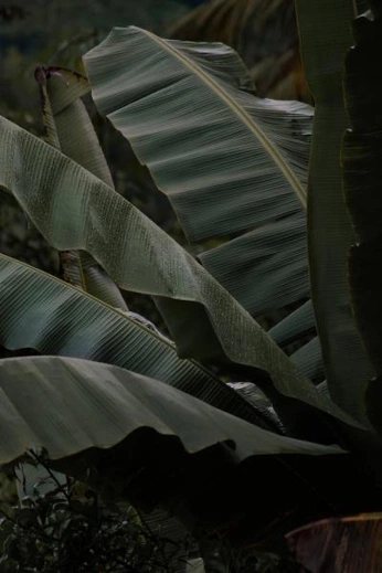 A cover of "Organic" cluster. The owner is jessemcinnes. The cluster consists of 4 elements.