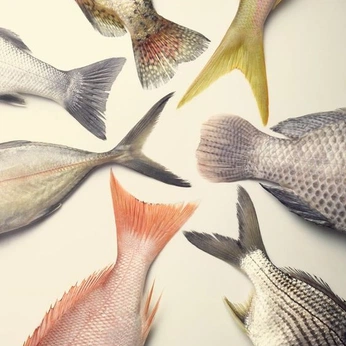 A cover of "AQUIARA MORVEDRA" cluster. The owner is annuahotels. The cluster description is "Proyecto que busca revolucionar la escena gastronómica de Menorca". The cluster consists of 81 elements.