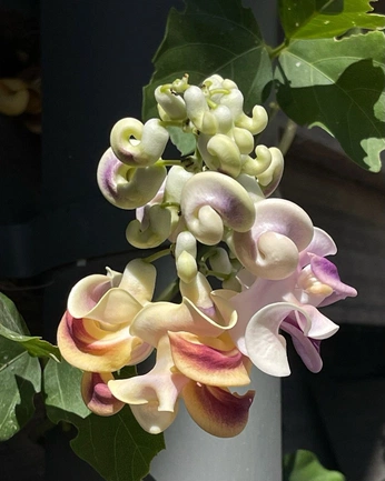 A cover of "flower glossary" cluster. The owner is hdylai. The cluster consists of 6 elements.