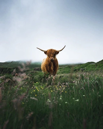 A cover of "UK" cluster. The owner is ferminrp. The cluster consists of 17 elements.