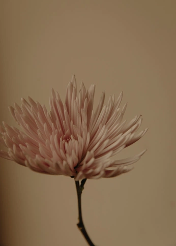 A cover of "estamps" cluster. The owner is carlastank. The cluster consists of 20 elements.