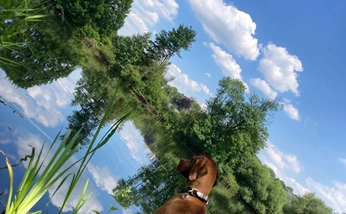 A cover of "diphusa" cluster. The owner is anadavid. The cluster consists of 4 elements.