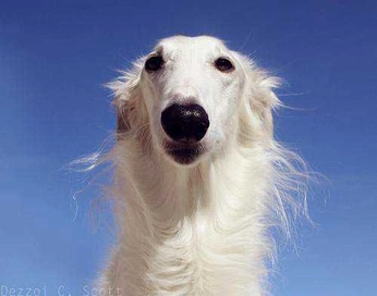 A cover of "animalias" cluster. The owner is rainnuh. The cluster consists of 1 element.