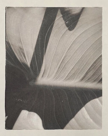 A cover of "Not A Brand." cluster. The owner is thevibe10. The cluster consists of 11 elements.