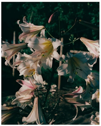 A cover of "ssb" cluster. The owner is secln. The cluster consists of 12 elements.