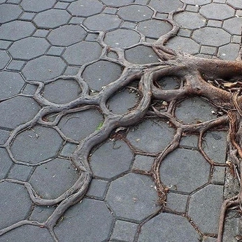 A cover of "RaíC" cluster. The owner is sofiacantuv. The cluster consists of 19 elements.