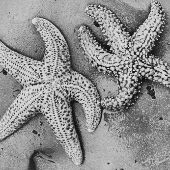 A cover of "beasties" cluster. The owner is xyrilth. The cluster description is "just keep swimming". The cluster consists of 4 elements.