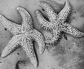 A cover of "Sea" cluster. The owner is bradleyryan. The cluster consists of 10 elements.