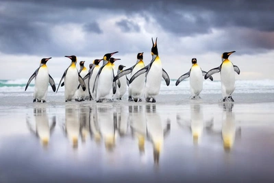 An image added by fiatlux on Oct 10, 2025. May present: king penguin, penguins, birds, rockhopper penguin, volunteer point.
