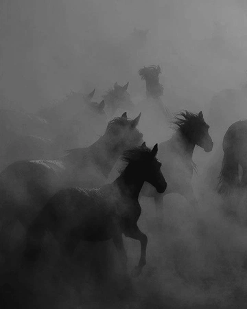 Cover of Animals cluster