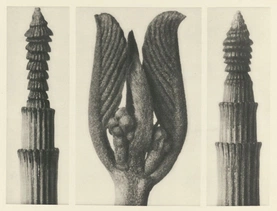 Karl Blossfeldt’s Urformen der Kunst (1928)