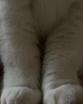 A cover of "Animals" cluster. The owner is thesarahsilvestr. The cluster consists of 5 elements.