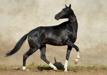 A cover of "Horses" cluster. The owner is beawolf. The cluster consists of 261 elements.