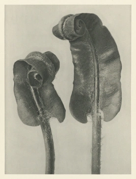 Karl Blossfeldt’s Urformen der Kunst (1928)