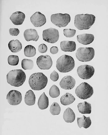 A cover of "Ancient" cluster. The owner is hjorge. The cluster consists of 2 elements.