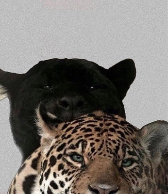 A cover of "femme 🐆" cluster. The owner is nicolemedel. The cluster consists of 5 elements.