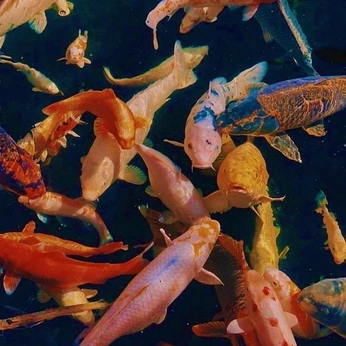 A cover of "Animals" cluster. The owner is st4rlight. The cluster consists of 14 elements.