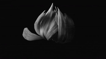 A cover of "The Place" cluster. The owner is emilywhite. The cluster consists of 5 elements.