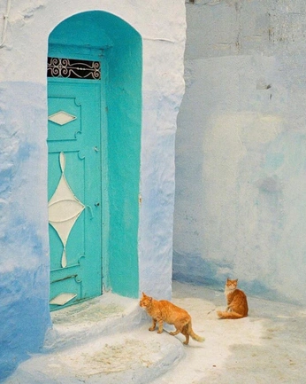 A cover of "Gaticos" cluster. The owner is touchmytoes. The cluster consists of 1 element.