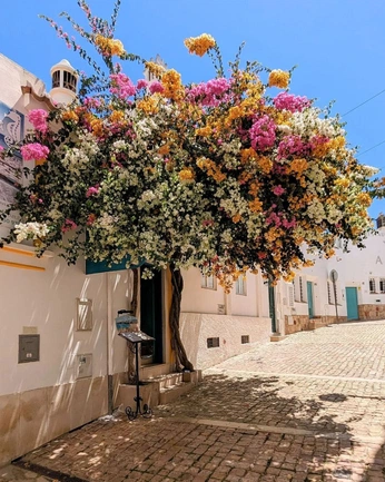 A cover of "Algarve" cluster. The owner is thegatherer. The cluster consists of 37 elements.