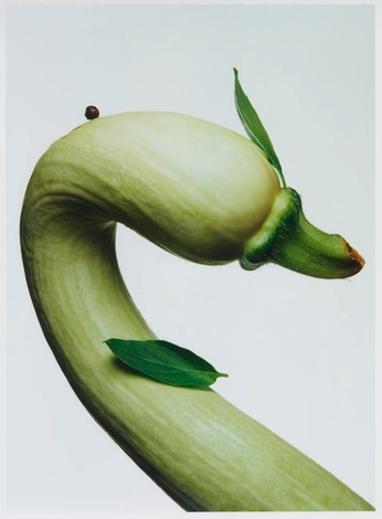 A cover of "Flowrr head" cluster. The owner is kissesandfugs. The cluster consists of 8 elements.