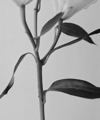 A cover of "black and white" cluster. The owner is jaidsyrus. The cluster consists of 9 elements.