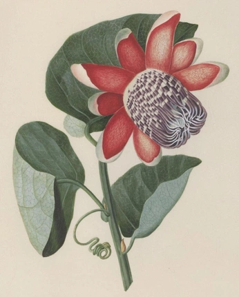 A cover of "Manical botanical" cluster. The owner is justineodl. The cluster consists of 6 elements.