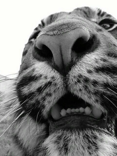 A Pinterest pin added by leosudden on May 18, 2024. The author is leo sudden. May present: animal, tiger, lion, dog, european shorthair.