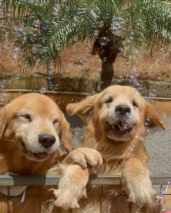 A cover of "Puppies" cluster. The owner is lovegeum. The cluster consists of 10 elements.