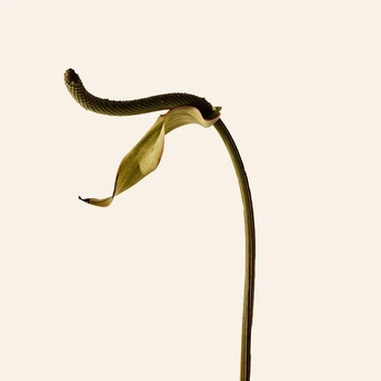 A cover of "Art Direction/Nature" cluster. The owner is callen. The cluster consists of 37 elements.