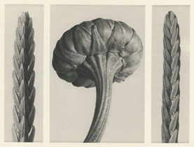 Karl Blossfeldt’s Urformen der Kunst (1928)