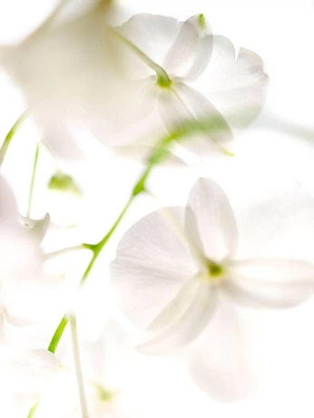 A cover of "Gen.Aura" cluster. The owner is hoyiki. The cluster consists of 4 elements.