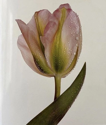 A cover of "cluster" cluster. The owner is archivedgallery. The cluster consists of 961 elements.