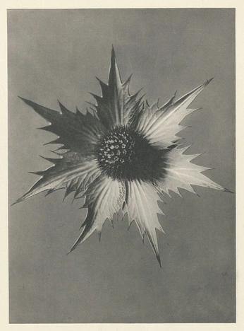 A cover of "earth flower skin" cluster. The owner is tinyelephant. The cluster consists of 138 elements.