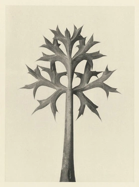 Karl Blossfeldt’s Urformen der Kunst (1928)