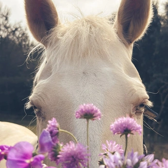 A cover of "art and experience" cluster. The owner is shifa467. The cluster consists of 13 elements.