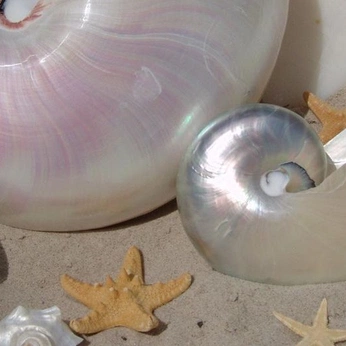 A cover of "summer" cluster. The owner is kelsey. The cluster consists of 120 elements.