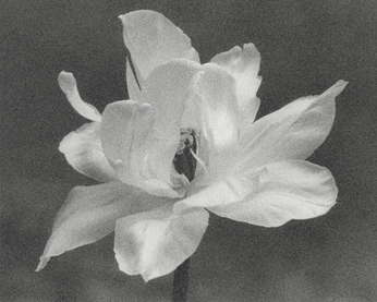 A cover of "5 MAGGIO" cluster. The owner is ludovicap. The cluster consists of 50 elements.