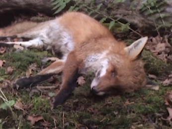 A cover of "ella" cluster. The owner is ellacrowther. The cluster consists of 14 elements.