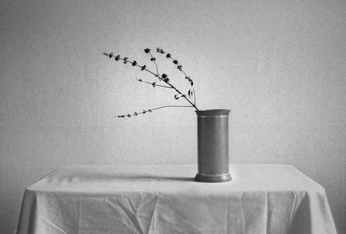 A cover of "Still life" cluster. The owner is inograu. The cluster consists of 11 elements.