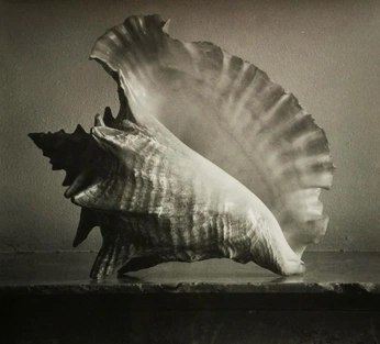 A cover of "insp" cluster. The owner is mokaa. The cluster consists of 58 elements.