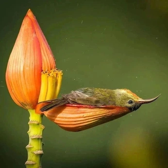 A cover of "inspo" cluster. The owner is alli03. The cluster consists of 46 elements.