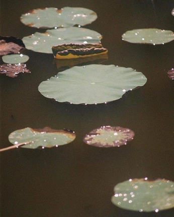 A cover of "accents and decor" cluster. The owner is spooks11. The cluster consists of 1 element.