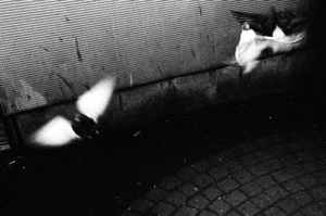 Michael Lutterschmied  avatar